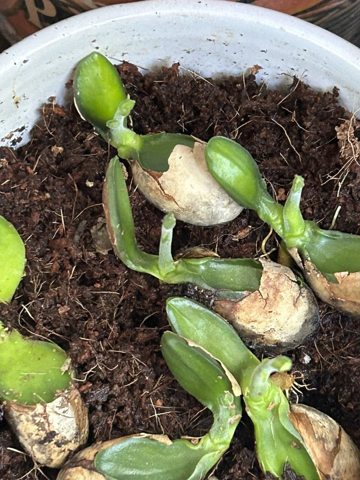 Jackfruit Seedlings – 5 Live Plants in Nursery Pots – Artocarpus heterophyllus – Tropical Fruit Tree for Garden or Patio