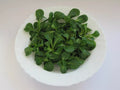 Dutch Corn Salad Seeds - 1500 Count Lamb's Lettuce Valerianella Locusta Non-GMO Herb Seeds for Salads and Garnishes