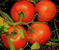 Marglobe Supreme Tomato Seeds – Non-GMO, Over 200 Seeds, Solanum lycopersicum, Indeterminate, Full Sun, Garden & Container Planting