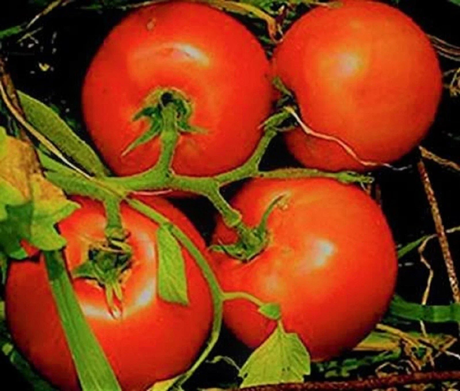 Marglobe Supreme Tomato Seeds – Non-GMO, Over 200 Seeds, Solanum lycopersicum, Indeterminate, Full Sun, Garden & Container Planting