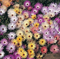 Daisy Ice Plant Seeds 500 Count - Livingstone Pastel Mix, Drought Tolerant Groundcover, Delosperma cooperi, Perennial, Low Water
