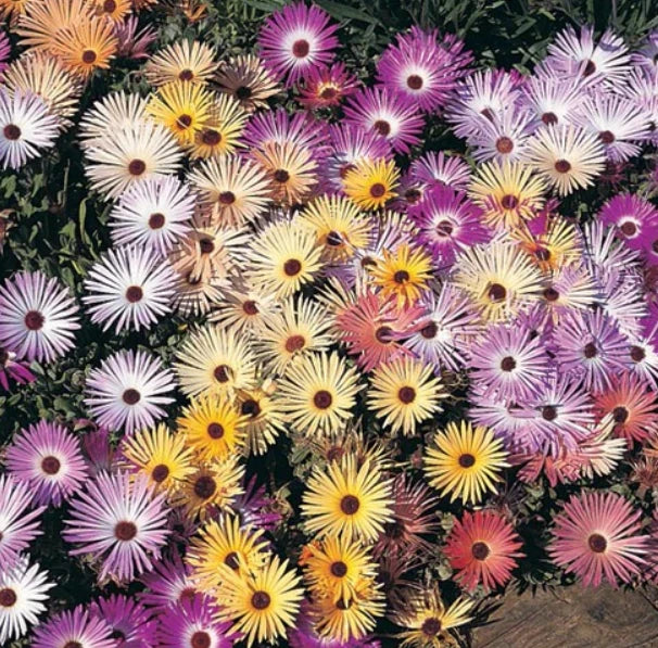 Daisy Ice Plant Seeds 500 Count - Livingstone Pastel Mix, Drought Tolerant Groundcover, Delosperma cooperi, Perennial, Low Water