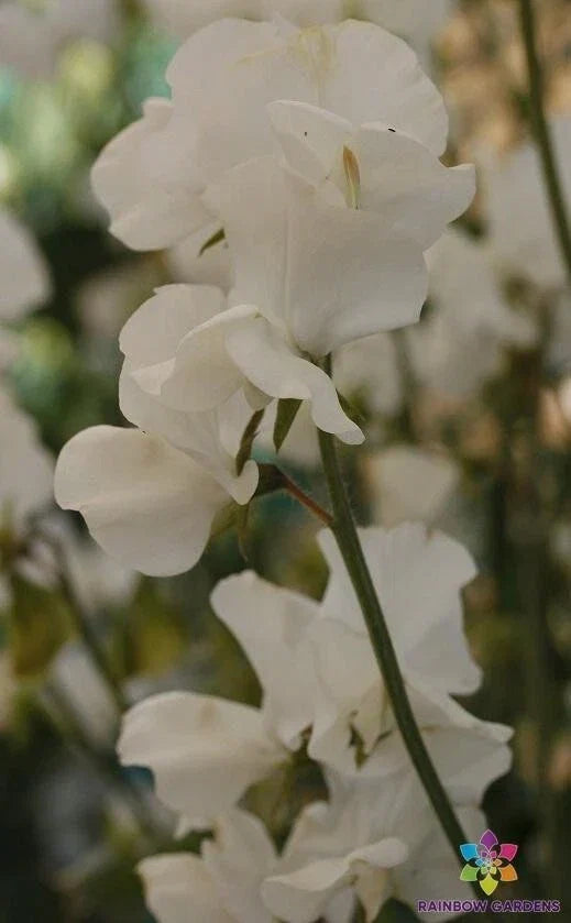 Sweet Pea Seeds - 50+ Solstice White Variety - Fragrant Climbing Flower - Lathyrus odoratus - Non-GMO Garden Seeds