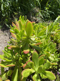 Lot of 3 Fresh Sedum Dendroideum Cuttings 5”+ | Tree Sedum Succulent Plants