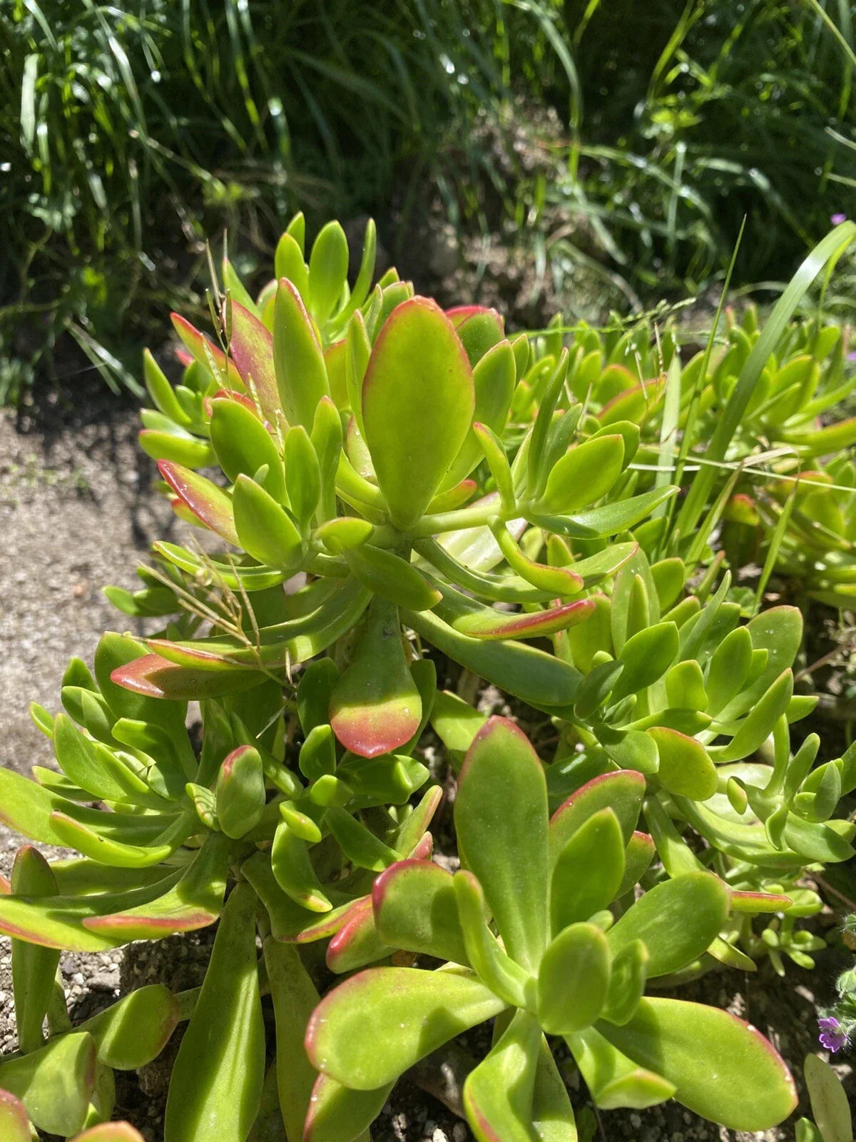 Lot of 3 Fresh Sedum Dendroideum Cuttings 5”+ | Tree Sedum Succulent Plants