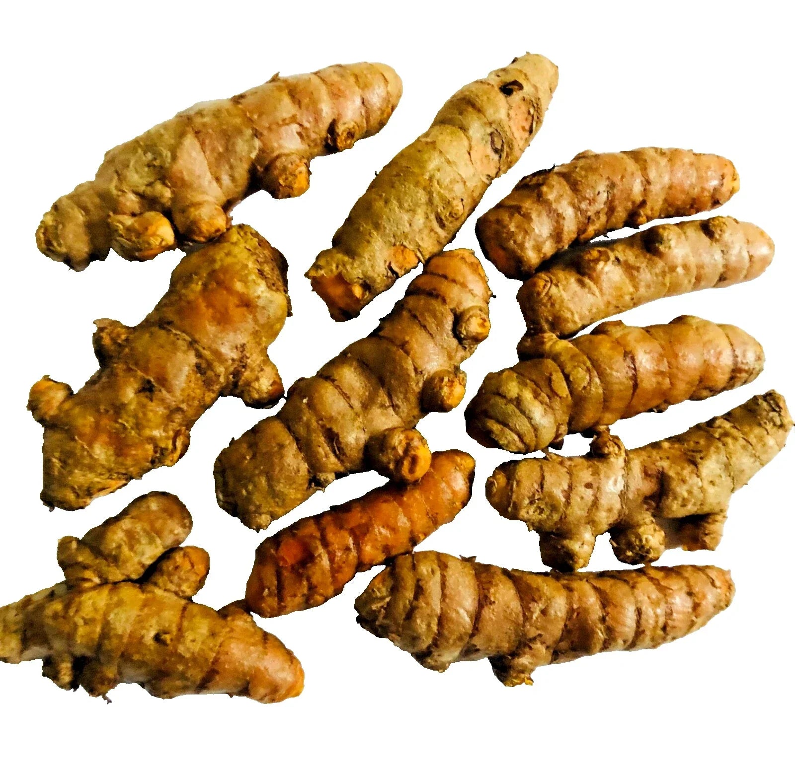 Turmeric Roots 10PCS Curcuma Longa for Cooking, Tea & Natural Remedies, Planting Bulbs for Garden & Pot Growth