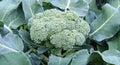 Calabrese Broccoli Seeds – Non-GMO Green Sprouting Brassica oleracea var. italica, 300+ Seeds for Home Gardening