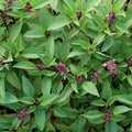 Thai Basil Seeds Pack | Over 300 Seeds | Fragrant Asian Herb | Ocimum basilicum | Indoor & Outdoor Gardening