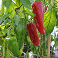 Sweet Marconi Rosso Pepper Seeds, Italian Non-GMO, Capsicum annuum, Seed Packets for Gardening, Red, Sweet, Mild Flavor