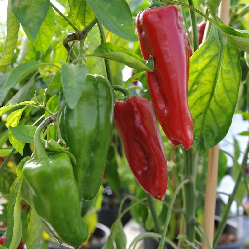 Sweet Marconi Rosso Pepper Seeds, Italian Non-GMO, Capsicum annuum, Seed Packets for Gardening, Red, Sweet, Mild Flavor