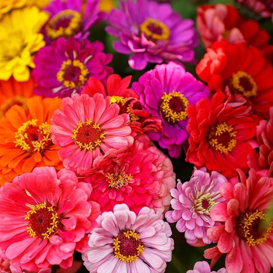 Zinnia Seeds - Over the Rainbow Mix - Colorful Garden Flowers - Zinnia elegans - 100+ Seeds for Borders & Containers
