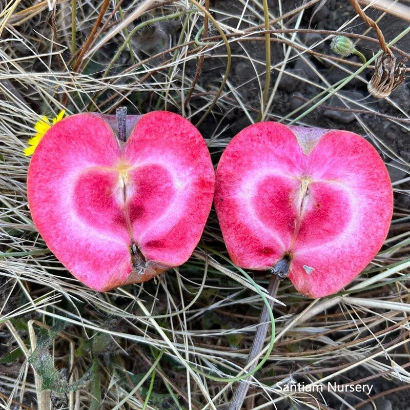 Bare Root Apple Tree - Almata Red Flesh Variety - Malus domestica - Fruit-bearing, Self-pollinating, Hardy, Full Sun
