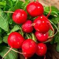 Champion Radish Seeds - Non-GMO, Fast-Growing Raphanus sativus, 2,000 Seeds for Home Gardens, Raised Beds & Containers