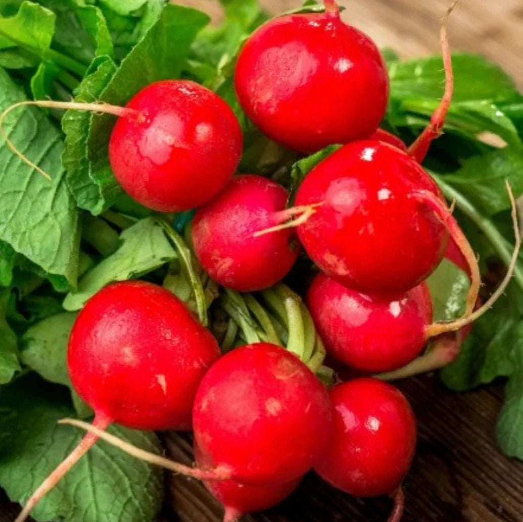 Champion Radish Seeds - Non-GMO, Fast-Growing Raphanus sativus, 2,000 Seeds for Home Gardens, Raised Beds & Containers