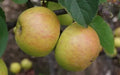 Muscadet de Dieppe Apple Seeds – 25+ Pack for Home Garden, Malus domestica, Sweet & Aromatic Fruit, USA Grown