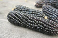 Organic Blue Hopi Corn Seeds – Heirloom Native Zea mays for Summer & Fall Gardens, Non-GMO, Blue Kernels, Bountiful Harvest