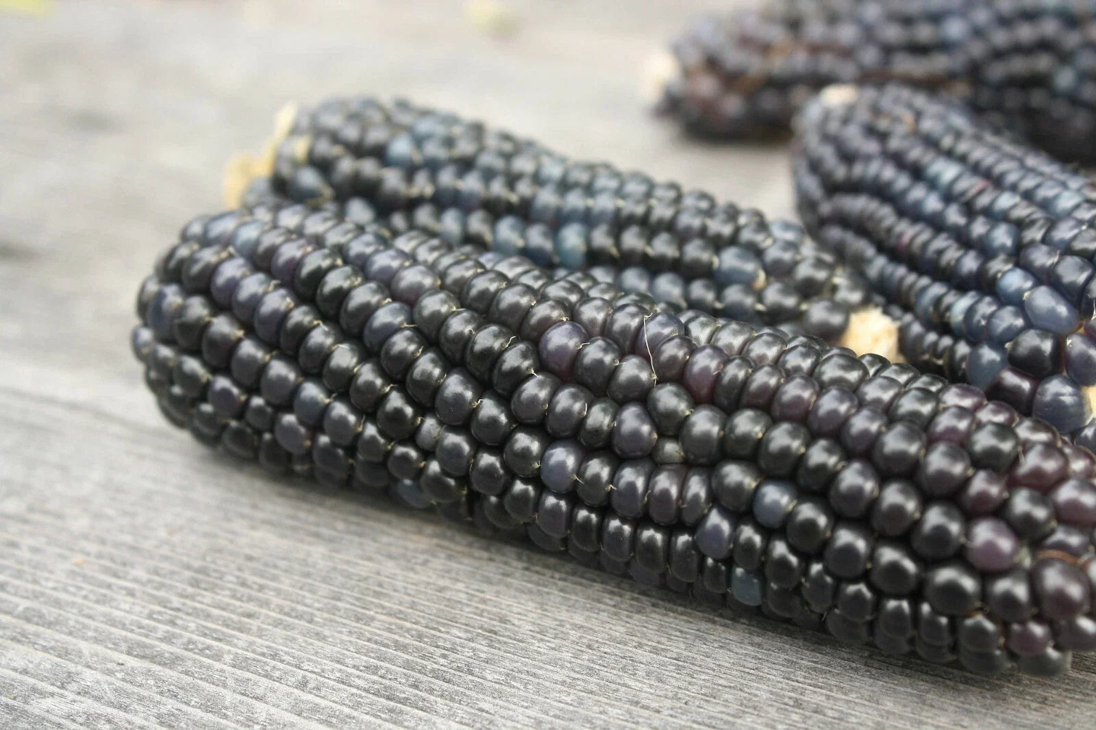 Organic Blue Hopi Corn Seeds – Heirloom Native Zea mays for Summer & Fall Gardens, Non-GMO, Blue Kernels, Bountiful Harvest