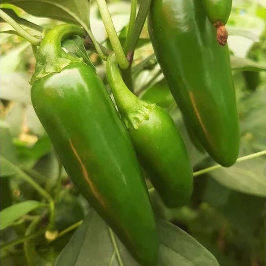 Jalapeno Pepper Seeds – Medium Hot Dark Green Capsicum annuum for Home Garden & Cooking, 8,000 Scoville Units