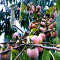 Date Plum Fruit Tree Seeds | Mediterranean Persimmon | Diospyros Lotus | Edible, Hardy Tree Seeds for Garden