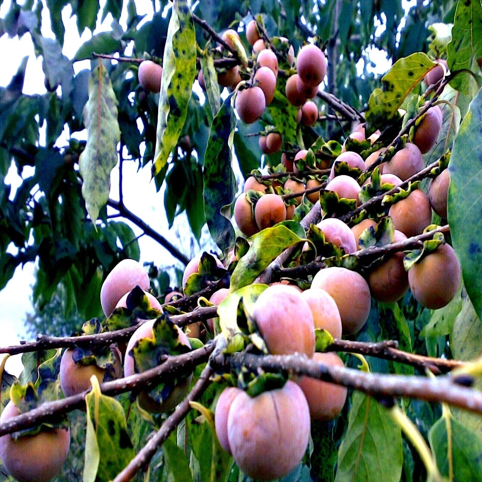 Date Plum Fruit Tree Seeds | Mediterranean Persimmon | Diospyros Lotus | Edible, Hardy Tree Seeds for Garden