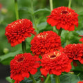 Zinderella Red Zinnia Seeds - 100+ Pack for Garden Planting - Vibrant Red Blooms - Zinnia elegans - Annual Flower Seeds