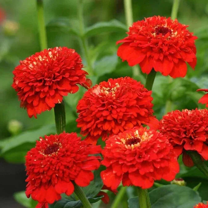 Zinderella Red Zinnia Seeds - 100+ Pack for Garden Planting - Vibrant Red Blooms - Zinnia elegans - Annual Flower Seeds