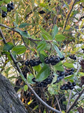 Black Chokeberry Seeds - Aronia melanocarpa Berry-Producing Plant for Gardens & Landscapes - Multiple Quantities