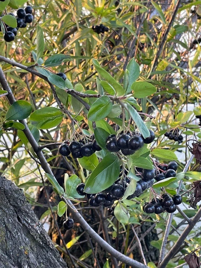 Black Chokeberry Seeds - Aronia melanocarpa Berry-Producing Plant for Gardens & Landscapes - Multiple Quantities