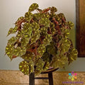 Kit Kat Begonia Seeds - 25+ Pack for Garden Planting - Begonia rex - Vibrant Foliage & Unique Leaf Patterns