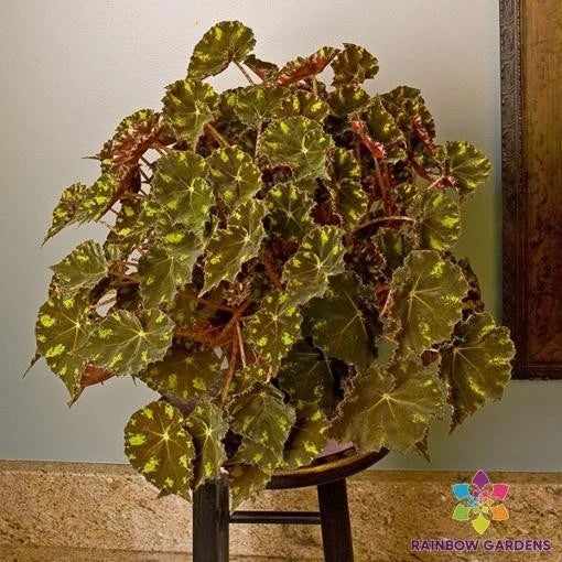 Kit Kat Begonia Seeds - 25+ Pack for Garden Planting - Begonia rex - Vibrant Foliage & Unique Leaf Patterns