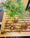 Live Bamboo Rhizome Roots - Phyllostachys Aurea - Hardy Fast-Growing Ornamental Bamboo