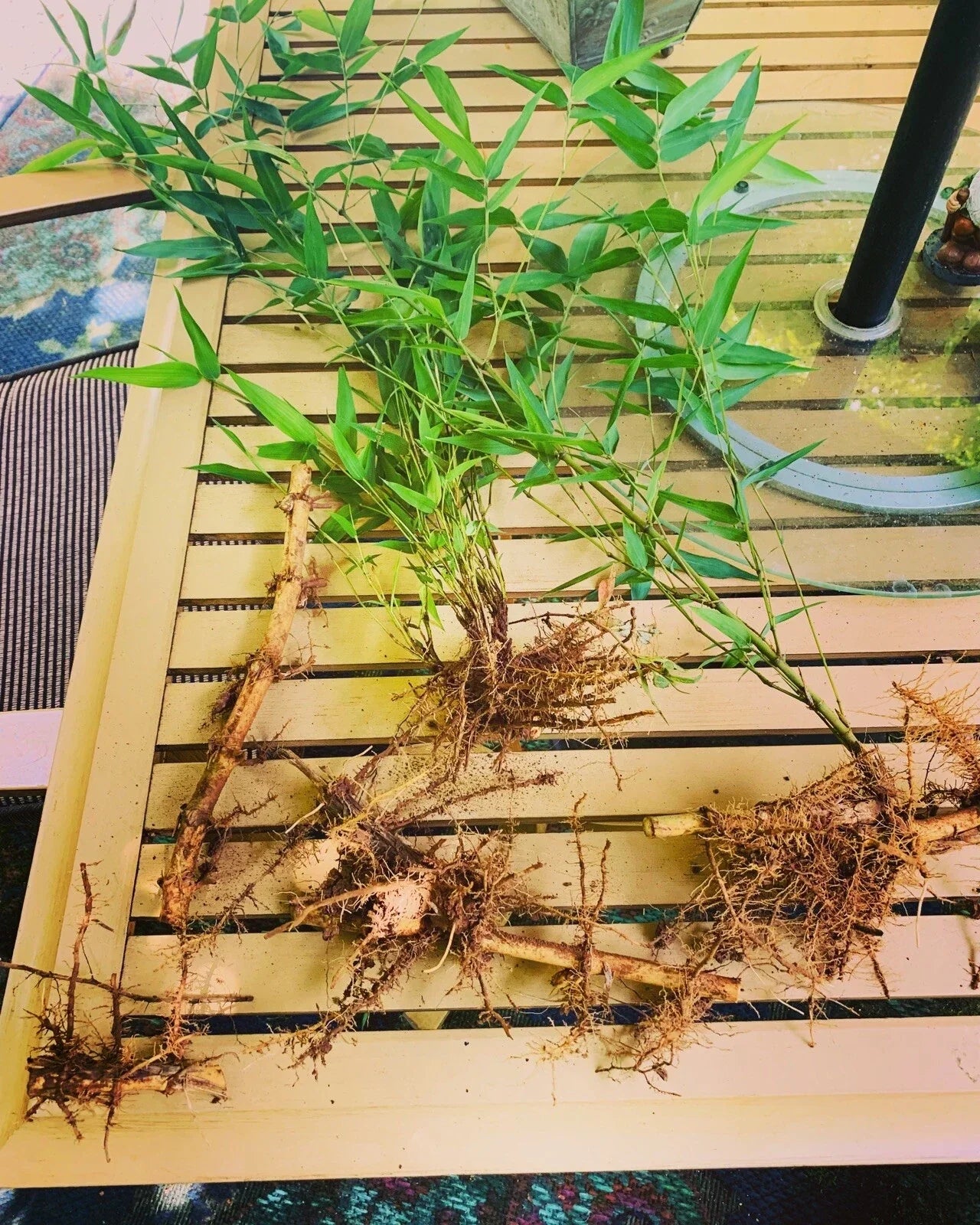 Live Bamboo Rhizome Roots - Phyllostachys Aurea - Hardy Fast-Growing Ornamental Bamboo