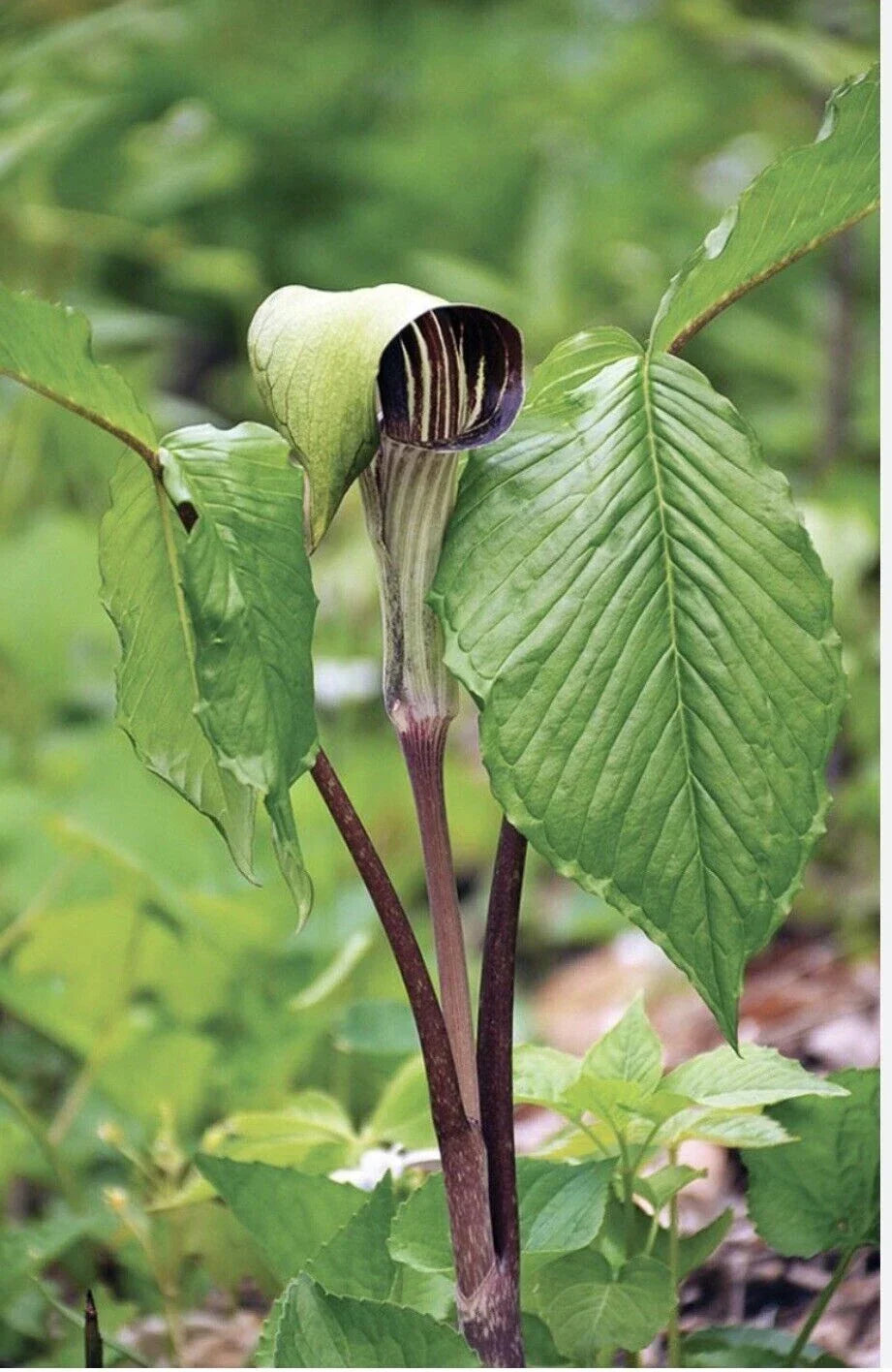 Jack-In-The-Pulpit Bulbs - 5 Bareroot Rhizomes, Native Wildflower, Arisaema triphyllum, Sustainable Garden, Forest Plant, Medicinal Plant
