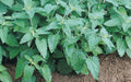 Catnip Seeds Bulk - Heirloom Non-GMO Nepeta cataria for Indoor & Outdoor Gardens, 300-10K Seeds