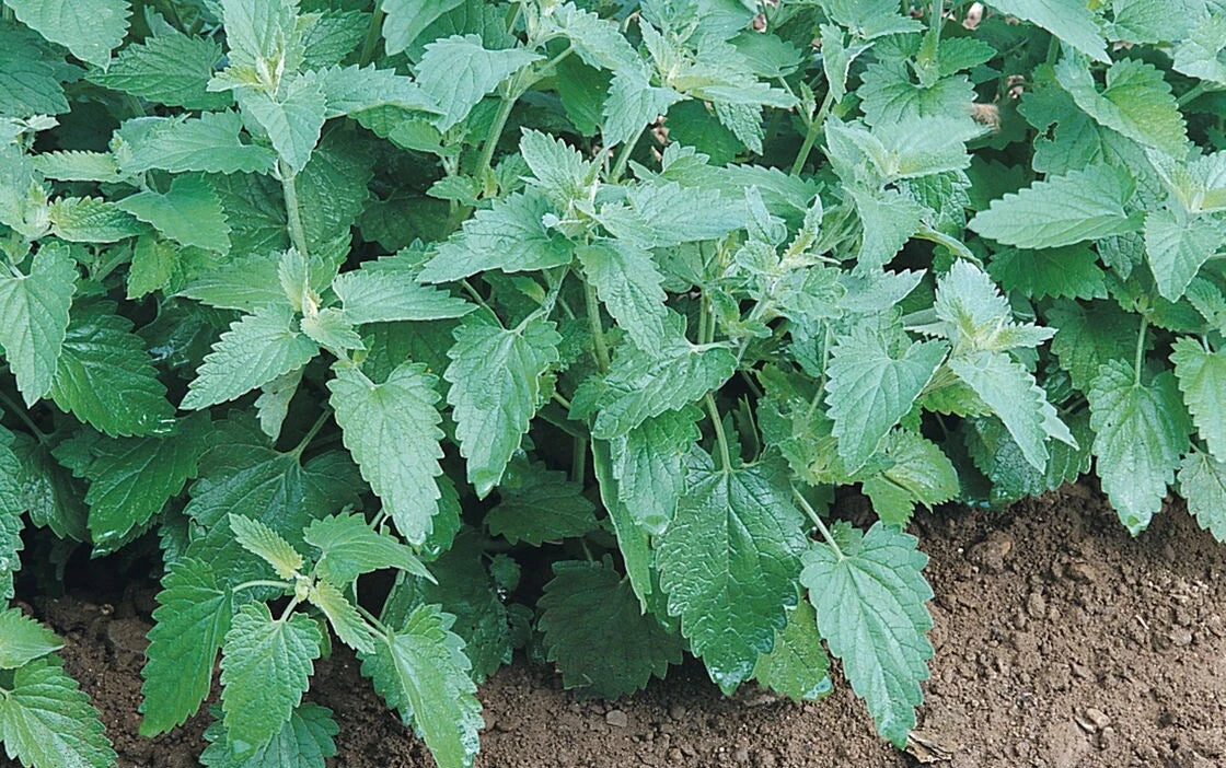 Catnip Seeds Bulk - Heirloom Non-GMO Nepeta cataria for Indoor & Outdoor Gardens, 300-10K Seeds