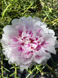 Unrooted Cuttings - Pink Princess Portulaca Moss Rose - Succulent Plant Propagation - Portulaca grandiflora