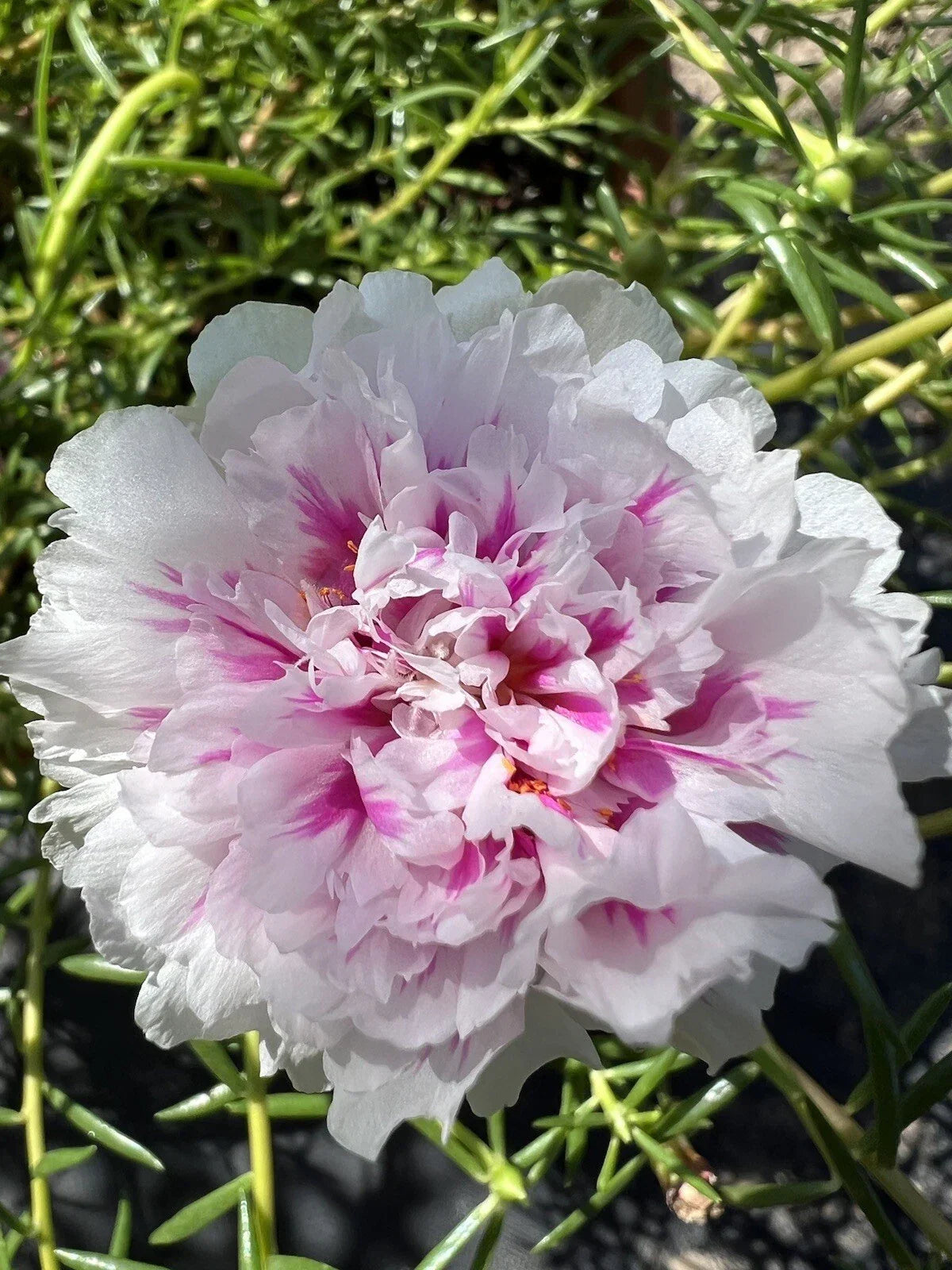 Unrooted Cuttings - Pink Princess Portulaca Moss Rose - Succulent Plant Propagation - Portulaca grandiflora