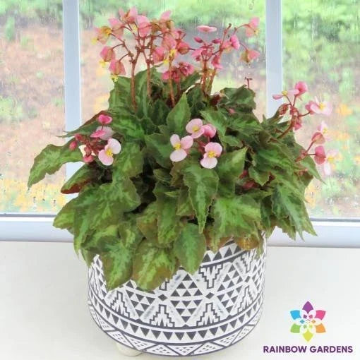 Mini Me Begonia Seeds Pack – Begonia x semperflorens – Indoor & Outdoor Planting – Vibrant Colors – Garden & Container Gardening