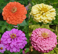 Zinnia Seeds - Tranquility Mix, Double Butterflies, Hummingbird Attracting, 100 Pack, Zinnia elegans, Summer Blooming Flowers