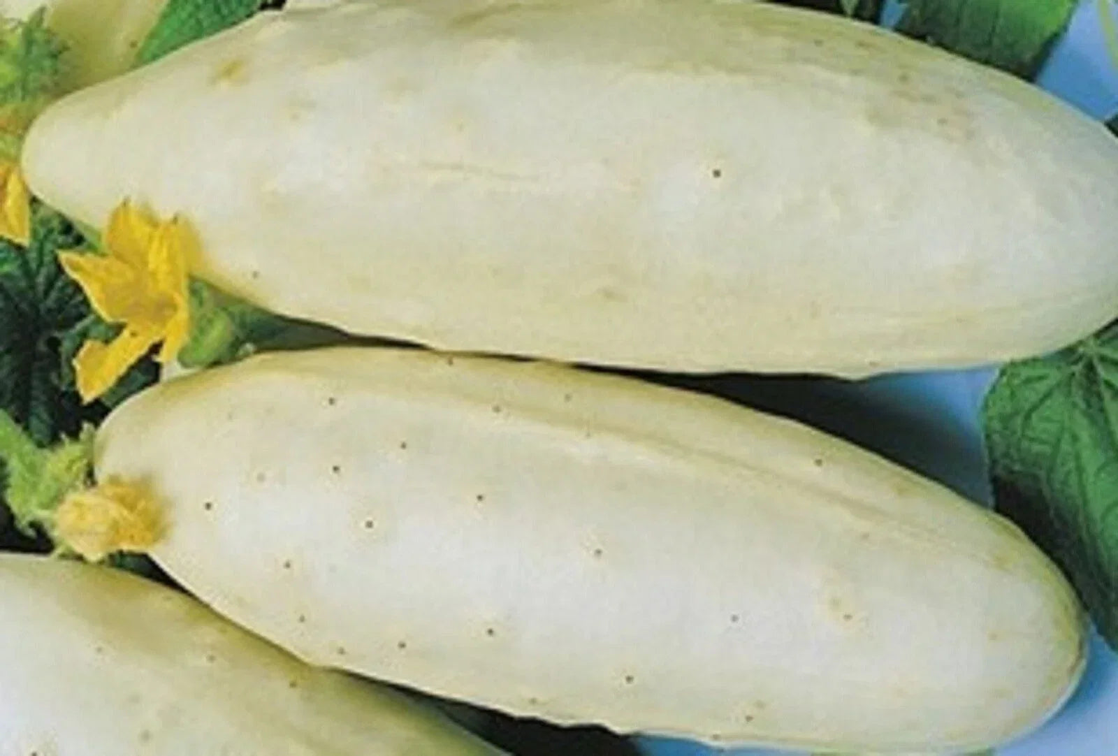 White Wonder Cucumber Seeds – Non-GMO, Cucumis sativus, Pack of 40 for Garden, Salad, Pickling