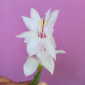 Schlumbergera Truncata Cuttings – Jungle Holiday Cactus Propagation Set – 3 Healthy Plant Cuttings