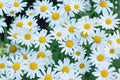 White Marguerite Daisy Seeds - 200+ Pack for Garden, Leucanthemum vulgare, Perennial, Full Sun, Easy to Grow