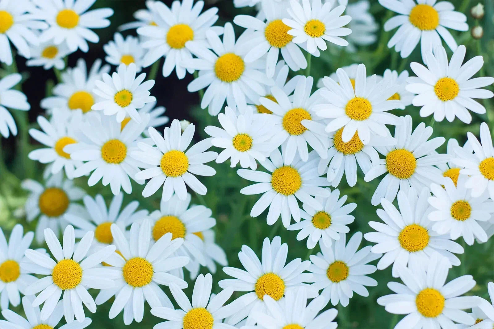 White Marguerite Daisy Seeds - 200+ Pack for Garden, Leucanthemum vulgare, Perennial, Full Sun, Easy to Grow