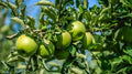 Granny Smith Apple Tree - Rooted Stock Plant - Up to 2 ft Tall - Malus domestica - Small Garden & Container Friendly