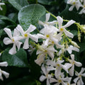 Rooted Starter Plant - Confederate Star Jasmine Vine - Fragrant White Flowers - Trachelospermum jasminoides
