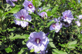 Hibiscus syriacus Rose of Sharon Unrooted Cuttings 10 - Hardy Flowering Shrub for Garden Propagation