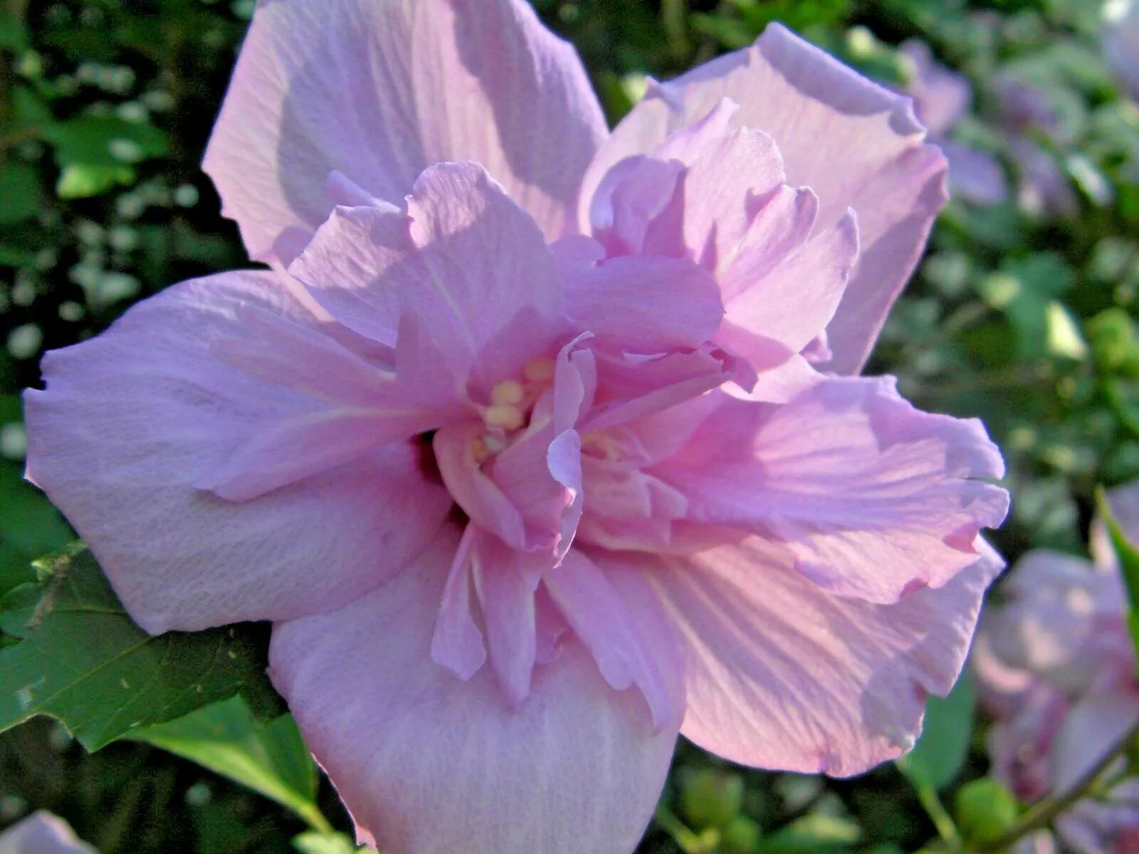 Rose of Sharon Cuttings 50 Pack Hibiscus Syriacus Flowering Bush for Rooting, Deciduous Shrub, Garden Hedge, Pollinator Attractant