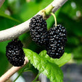 Organic Black Mulberry Cuttings - 10 Pack Morus nigra, Propagation Planting Material for Home Gardens