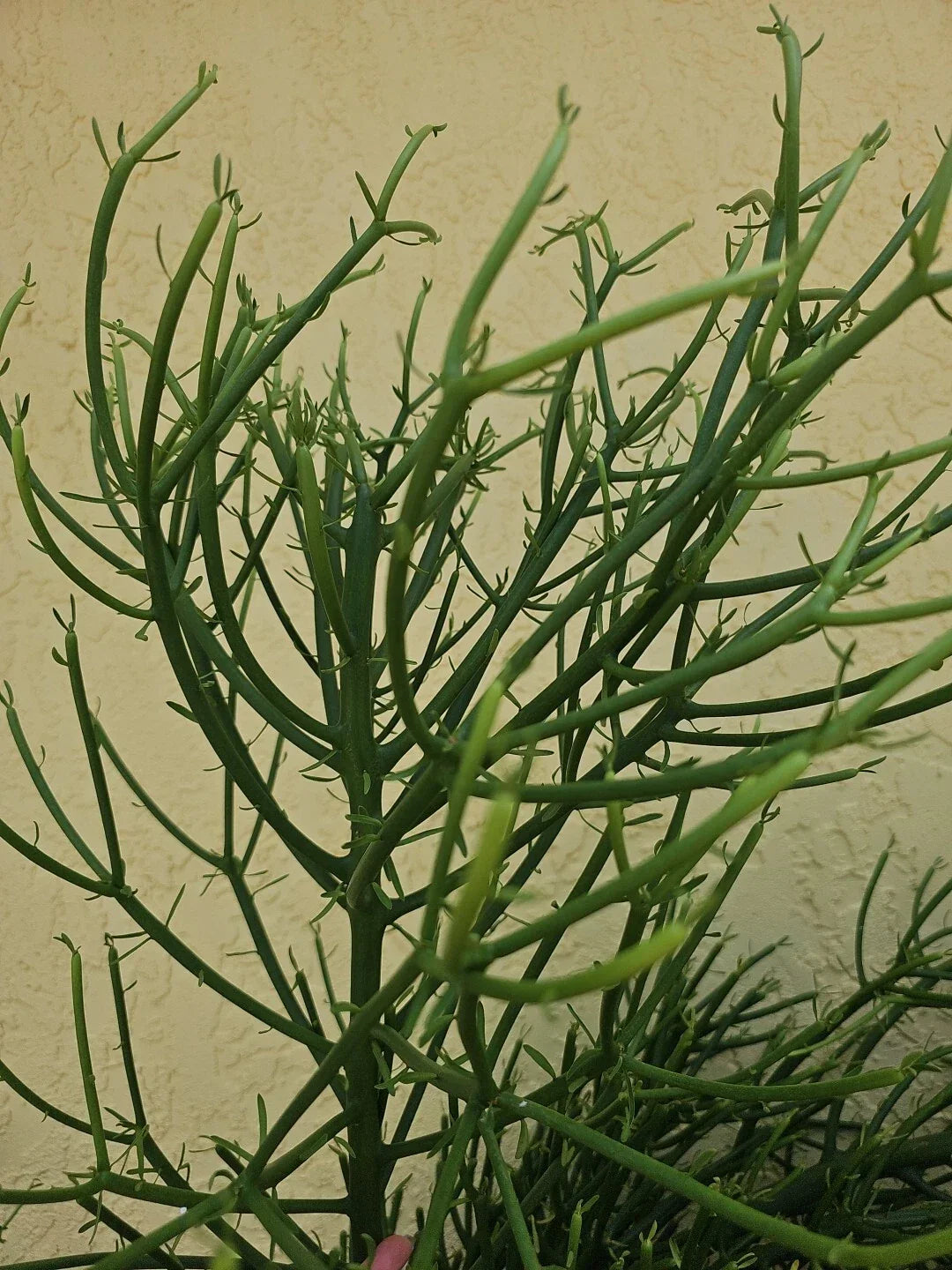 Euphorbia Tirucalli Pencil Cactus Plant Cuttings - Fire on Stick Variety - Fresh Propagation Cuttings