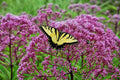 Joe Pye Weed Seeds - Pink Perennial for Butterflies - Eupatorium purpureum - 165 Seeds - Wildflower Garden Plant